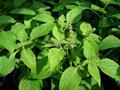 Ocimum gratissimum
